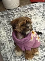 Gigi, a female Shih Tzu for sale in Oklahoma City, OK – Photo 2 of 10