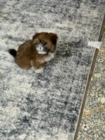 Gigi, a female Shih Tzu for sale in Oklahoma City, OK – Photo 3 of 10