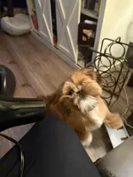 Gigi, a female Shih Tzu for sale in Oklahoma City, OK – Photo 4 of 10