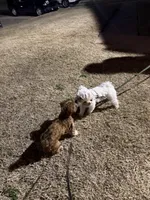 Gigi, a female Shih Tzu for sale in Oklahoma City, OK – Photo 10 of 10