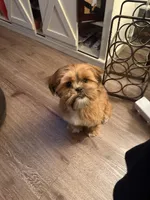 Gigi, a female Shih Tzu for sale in Oklahoma City, OK – Photo 6 of 10