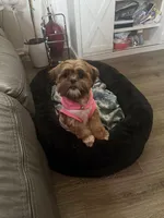 Gigi, a female Shih Tzu for sale in Oklahoma City, OK – Photo 7 of 10