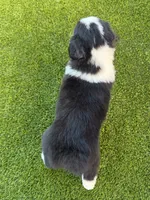 Pepper, a female Australian Shepherd for sale in Marana, AZ – 3 of 3