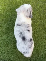 Blue, a male Australian Shepherd for sale in Marana, AZ – 2 of 3