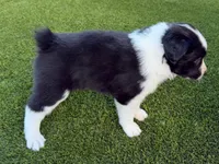 Pepper, a female Australian Shepherd for sale in Marana, AZ – 2 of 3