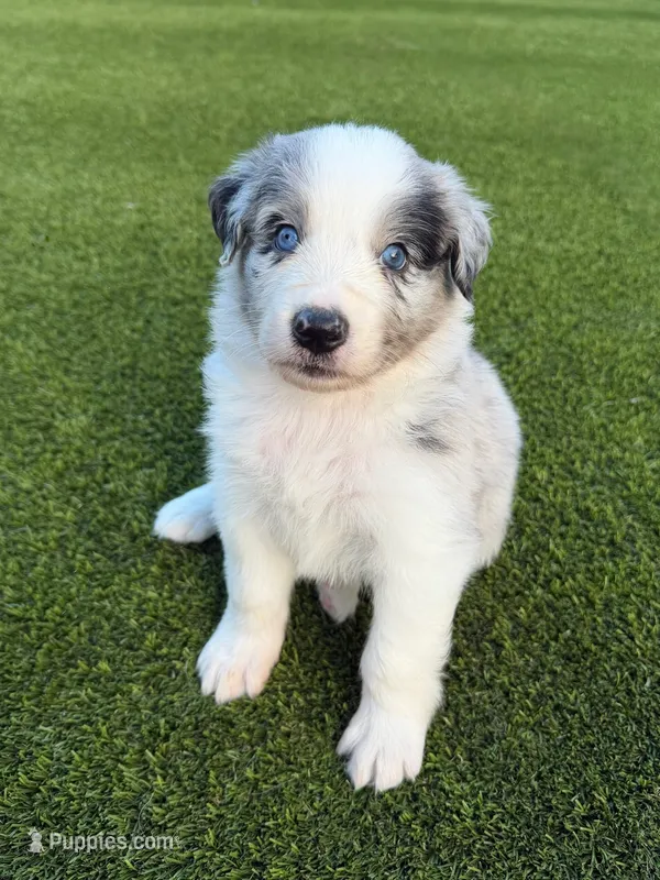 Blue – Australian Shepherd puppy for sale in Marana, AZ