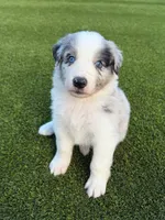 Blue, a male Australian Shepherd for sale in Marana, AZ – 1 of 3