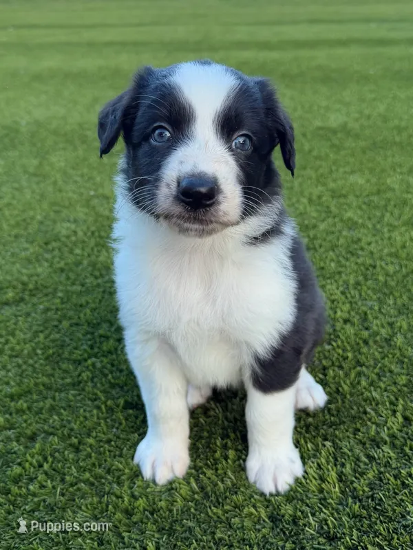 Pepper – Australian Shepherd puppy for sale in Marana, AZ