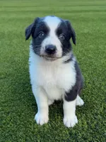 Pepper, a female Australian Shepherd for sale in Marana, AZ – 1 of 3