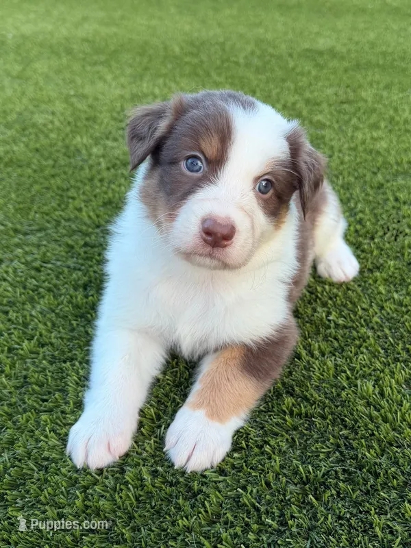 Eagly – Australian Shepherd puppy on hold in Marana, AZ