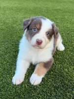 Eagly, a male Australian Shepherd for sale in Marana, AZ – 1 of 3