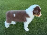 Eagly, a male Australian Shepherd for sale in Marana, AZ – 2 of 3