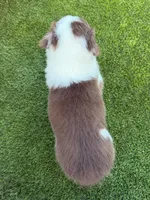 Eagly, a male Australian Shepherd for sale in Marana, AZ – 3 of 3