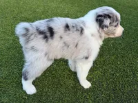 Blue, a male Australian Shepherd for sale in Marana, AZ – 3 of 3
