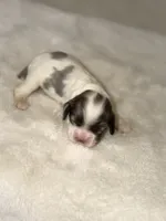 Basil, a female Cocker Spaniel for sale in Hesperia, CA – 2 of 3