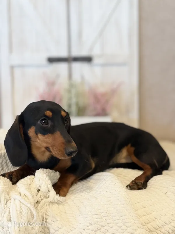 Hazel – Miniature Dachshund puppy for sale in Hesperia, CA