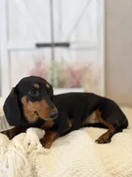 Hazel, a male Miniature Dachshund for sale in Hesperia, CA – 1 of 4