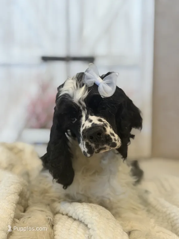 Lacy – Cocker Spaniel puppy for sale in Hesperia, CA