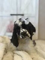 Lacy, a female Cocker Spaniel for sale in Hesperia, CA – 1 of 4