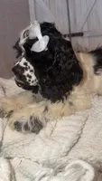 Lacy, a female Cocker Spaniel for sale in Hesperia, CA – 2 of 4