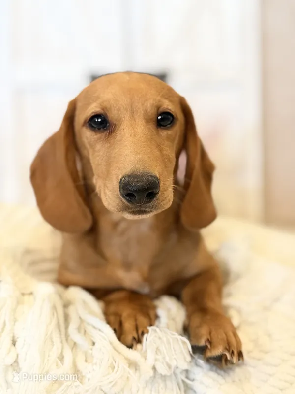 Cody – Miniature Dachshund puppy for sale in Hesperia, CA