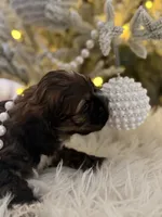 processed/c61ef6f8-2fe6-4464-b43b-e94dec27bc73/listing/1cdb1233-affd-4823-a647-9feaf28517d3/f43fa5cd-e805-4923-b8b3-79dad7c6760a