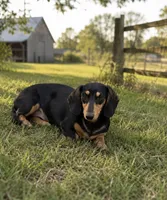 Luna, a female Miniature Dachshund for sale in Hesperia, CA – 1 of 1