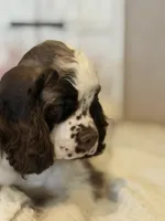 Leo, a male Cocker Spaniel for sale in Hesperia, CA – 5 of 5