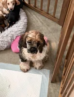 Violet, a female Cocker Spaniel for sale in Oak Hills, CA – Photo 3 of 9