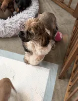 Violet, a female Cocker Spaniel for sale in Oak Hills, CA – Photo 2 of 9