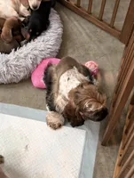 Violet, a female Cocker Spaniel for sale in Oak Hills, CA – Photo 4 of 9