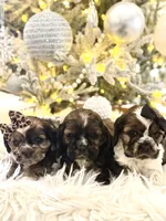 Violet, a female Cocker Spaniel for sale in Oak Hills, CA – Photo 7 of 9