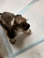 Violet, a female Cocker Spaniel for sale in Oak Hills, CA – Photo 9 of 9