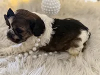Violet, a female Cocker Spaniel for sale in Oak Hills, CA – Photo 5 of 9