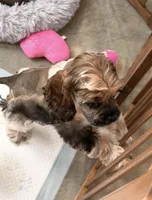 Violet, a female Cocker Spaniel for sale in Oak Hills, CA – Photo 1 of 9