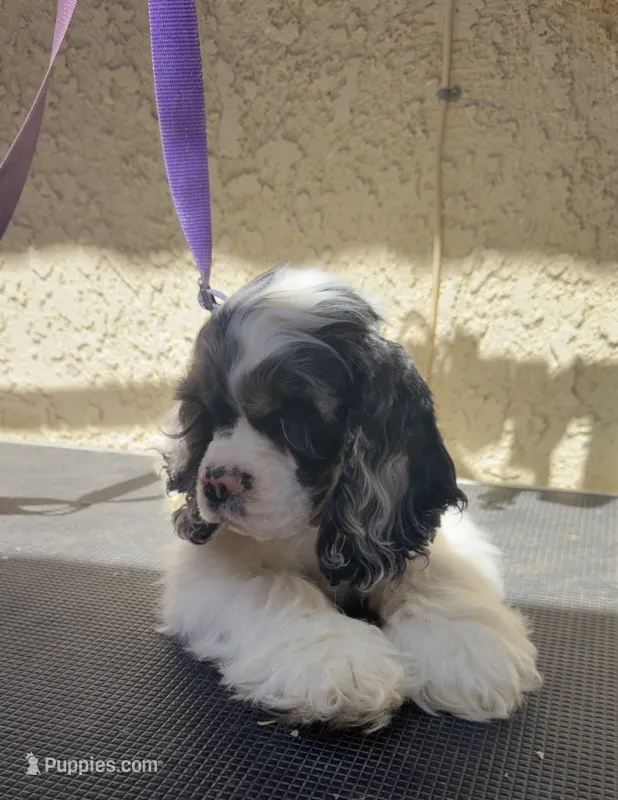 Jack – Cocker Spaniel puppy for sale in Hesperia, CA