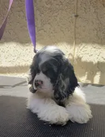 Jack, a male Cocker Spaniel for sale in Hesperia, CA – 1 of 3