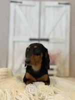 Hazel, a male Miniature Dachshund for sale in Hesperia, CA – 4 of 4
