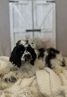 Lacy, a female Cocker Spaniel for sale in Hesperia, CA – 3 of 4