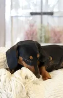 Hazel, a male Miniature Dachshund for sale in Hesperia, CA – 2 of 4