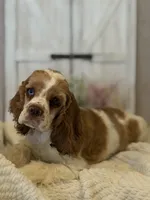 Carter, a male Cocker Spaniel for sale in Hesperia, CA – 4 of 5