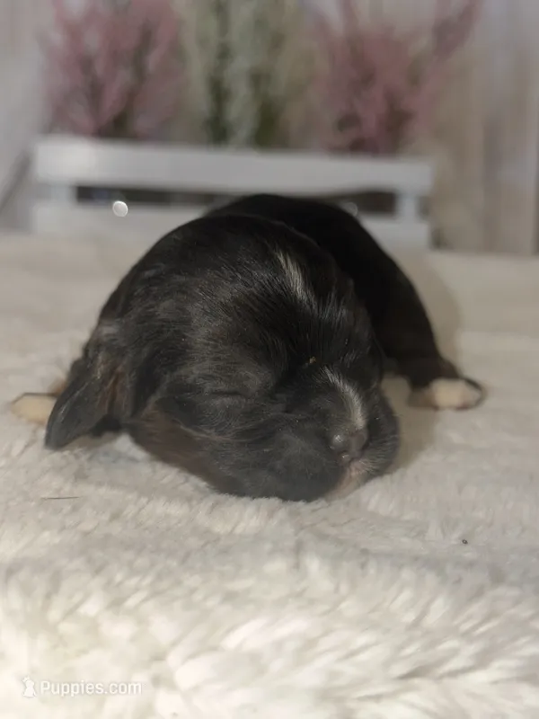 Tucker – Cocker Spaniel puppy for sale in Hesperia, CA