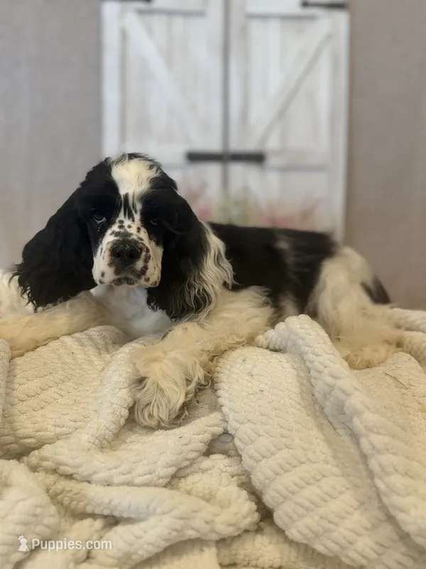 Rocky – Cocker Spaniel puppy for sale in Hesperia, CA
