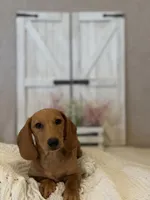 Cody, a male Miniature Dachshund for sale in Hesperia, CA – 2 of 5
