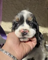Jack, a male Cocker Spaniel for sale in Hesperia, CA – 2 of 3