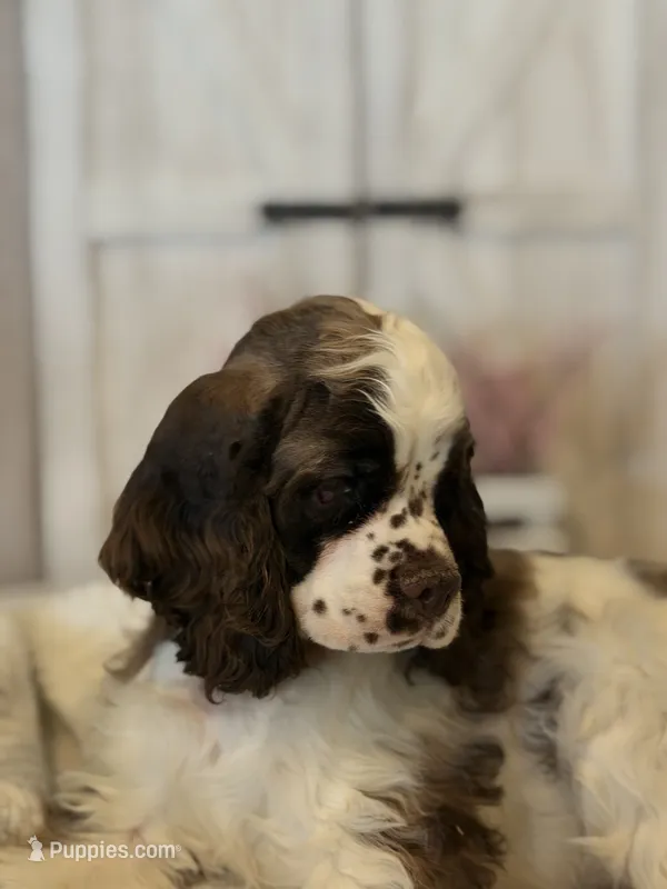 Leo – Cocker Spaniel puppy for sale in Hesperia, CA