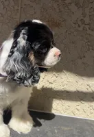 Jack, a male Cocker Spaniel for sale in Hesperia, CA – 3 of 3