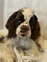 Leo, a male Cocker Spaniel for sale in Hesperia, CA – 3 of 5