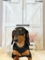 Hazel, a male Miniature Dachshund for sale in Hesperia, CA – 3 of 4