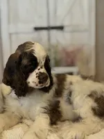 Leo, a male Cocker Spaniel for sale in Hesperia, CA – 4 of 5